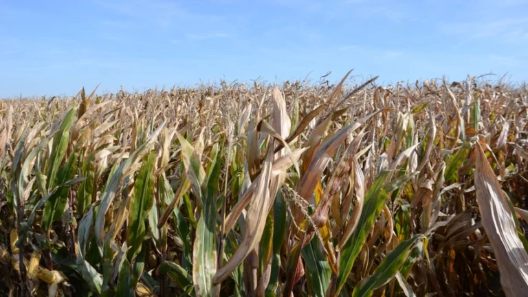 Why future corn rows may be narrower