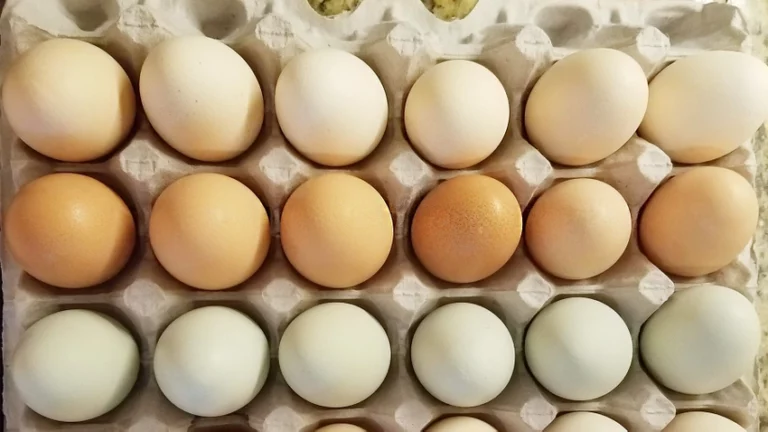 Higher egg prices are the new normal in 2023