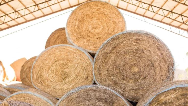 US hay stocks fall to lowest level since ’74